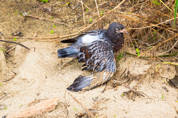 injured bird